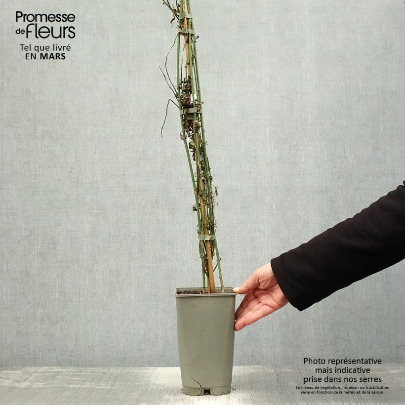 Spécimen de Jasmin officinal - Jasminum officinale Affinis Pot de 3L/4L tel que livré au printemps