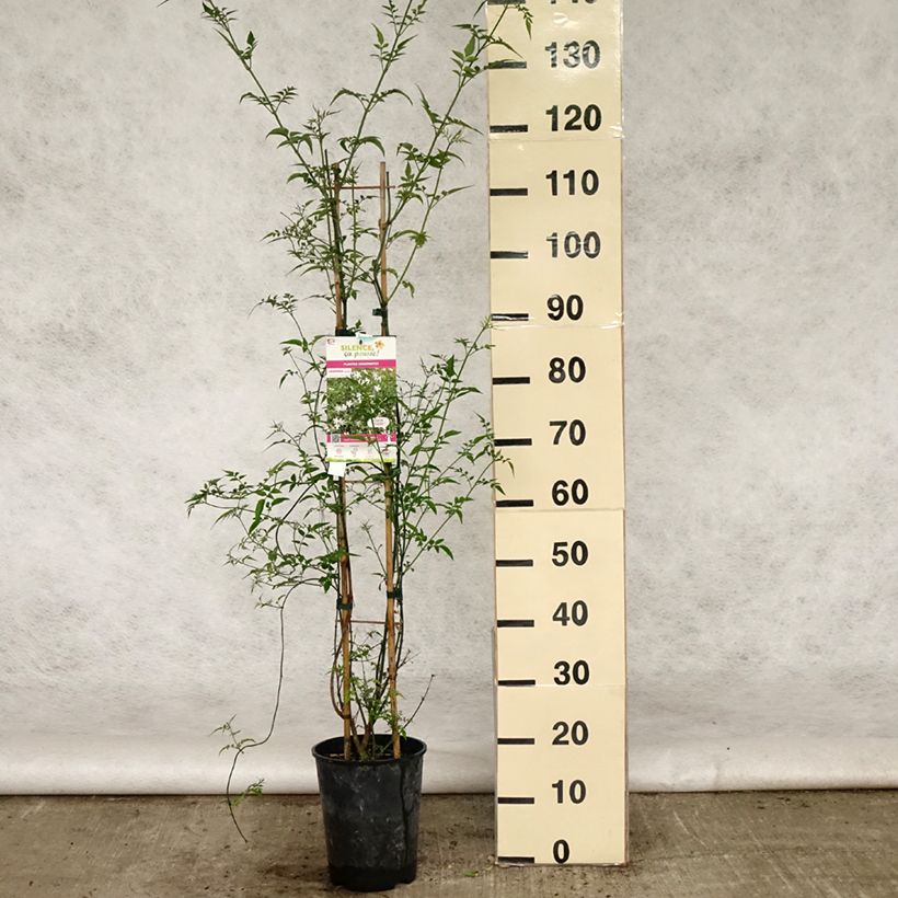 Example of Jasmin officinal - Jasminum officinale Pot de 4L/5L as you get in printemps