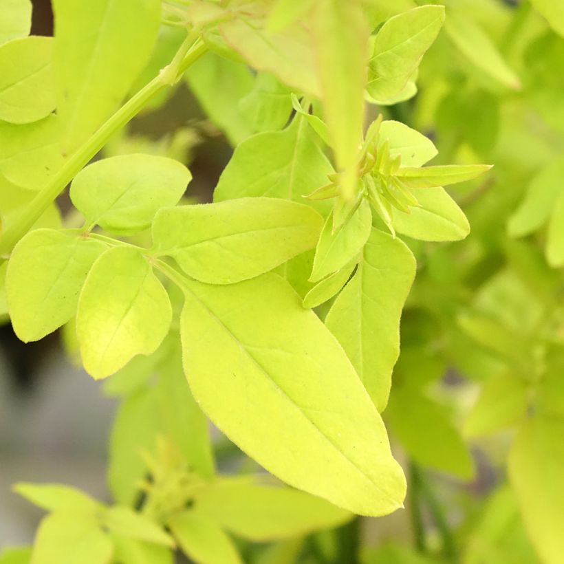 Jasmin officinal - Jasminum officinale Sunbeam (Feuillage)