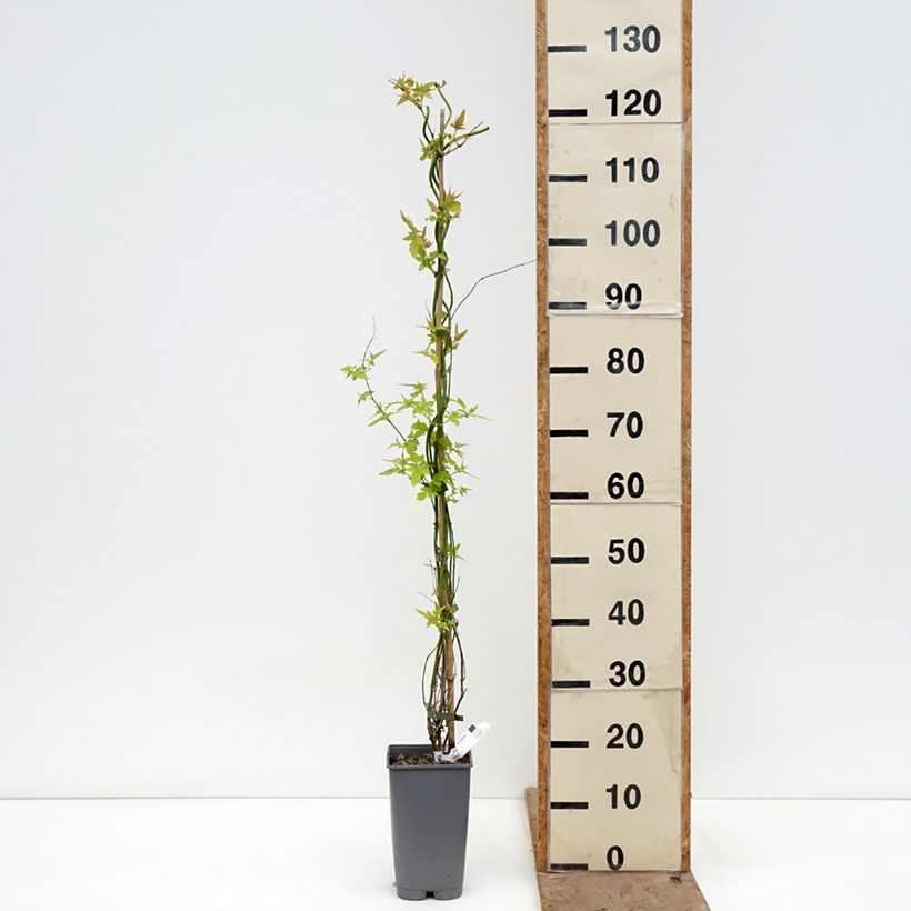 Spécimen de Jasmin officinal - Jasminum officinale Sunbeam Pot de 3L/4L tel que livré au printemps