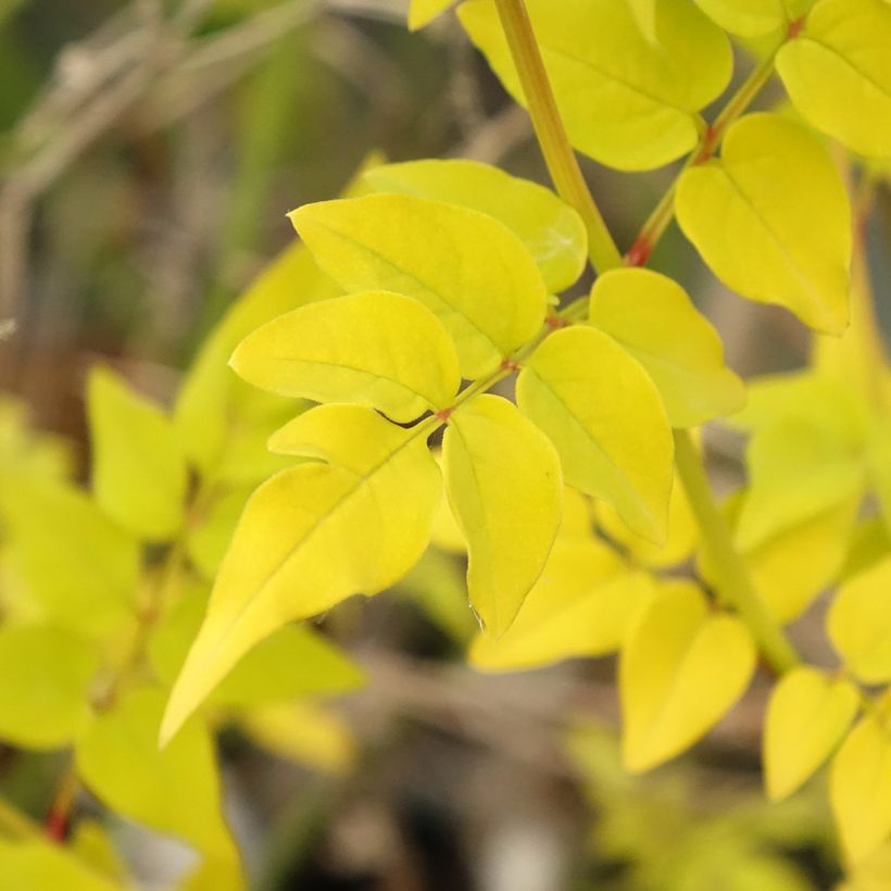 Jasmin officinal - Jasminum officinalis Aureum  (Feuillage)