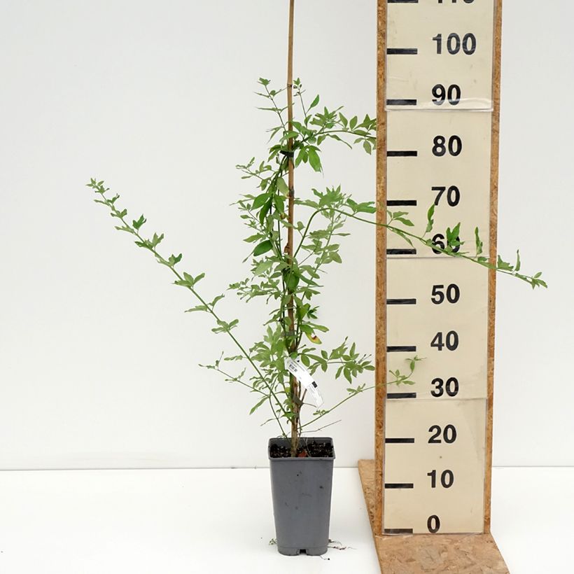 Spécimen de Jasmin primevère - Jasminum mesnyi Pot de 2L/3L tel que livré en été