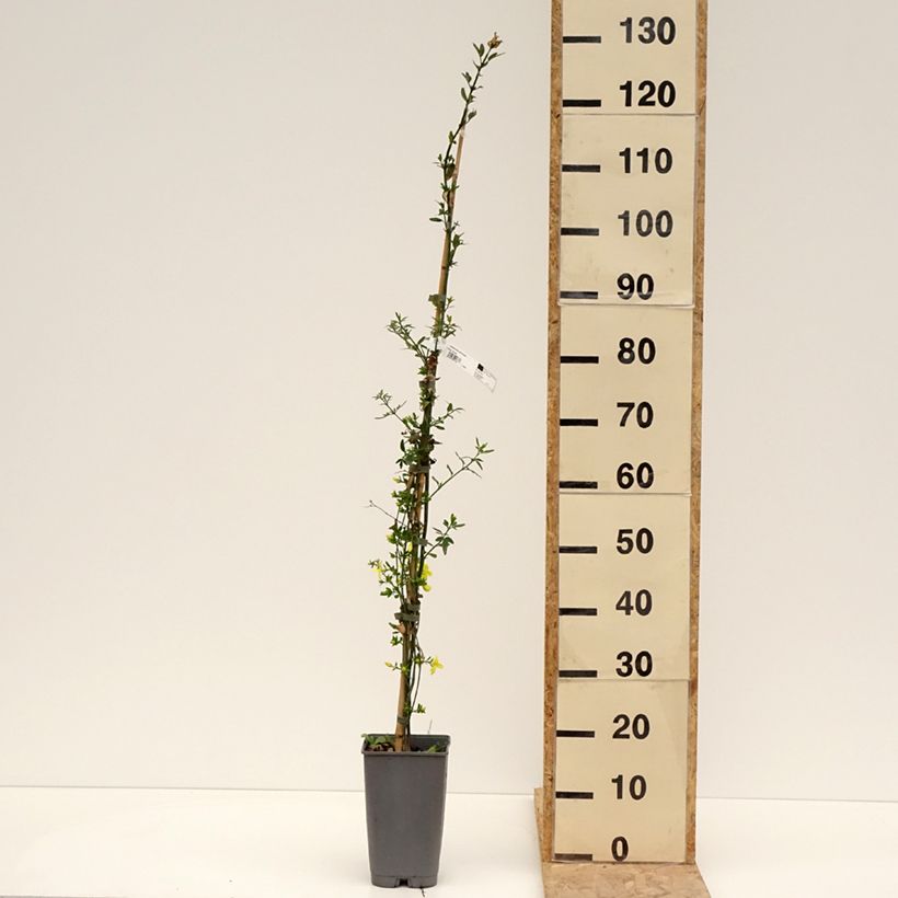 Spécimen de Jasmin primevère - Jasminum mesnyi Pot de 2L/3L tel que livré au printemps