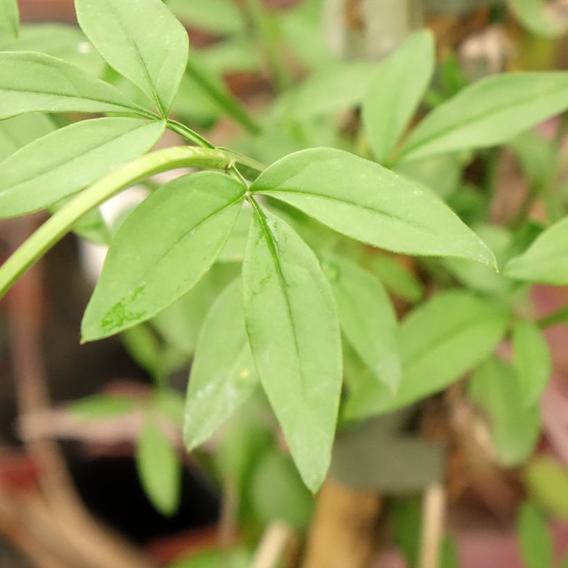 Jasmin primevère - Jasminum mesnyi (Feuillage)