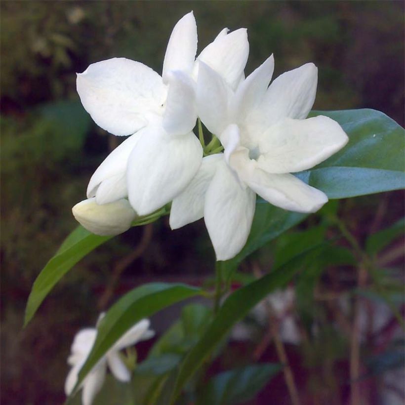 Jasmin d'Arabie - Jasminum sambac (Flowering)