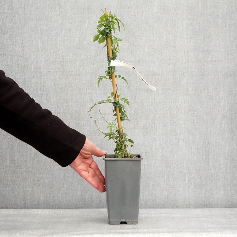 Spécimen de Jasminum Starry Night - Jasmin hybride  Pot de 1,5L/2L tel que livré en hiver
