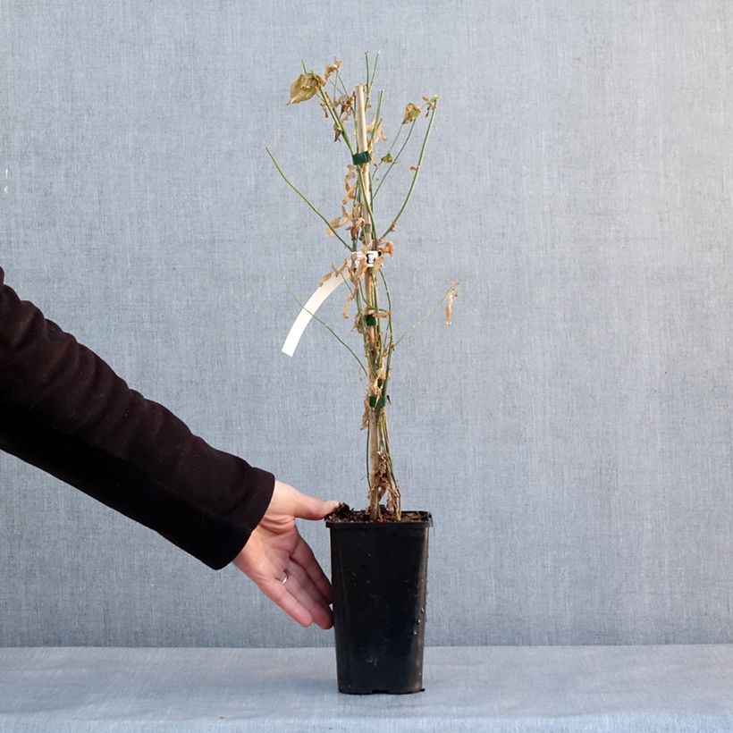 Example of Jasminum Starry Summer Scent - Jasmin hybride Pot de 1,5L/2L as you get in hiver