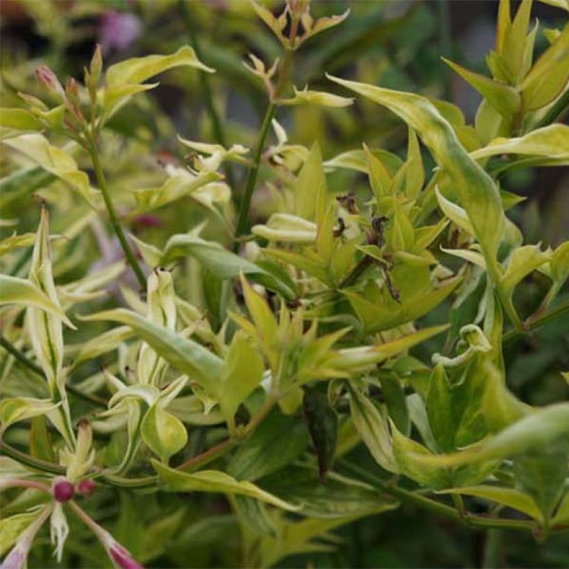 Jasmin - Jasminum stephanense (Foliage)