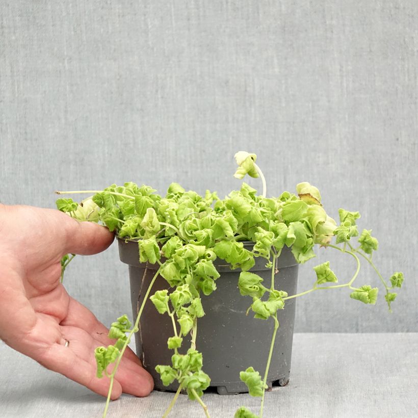 Example of Jiaogulan - Gynostemma pentaphyllum Pot de 1,5L/2L as you get in ete