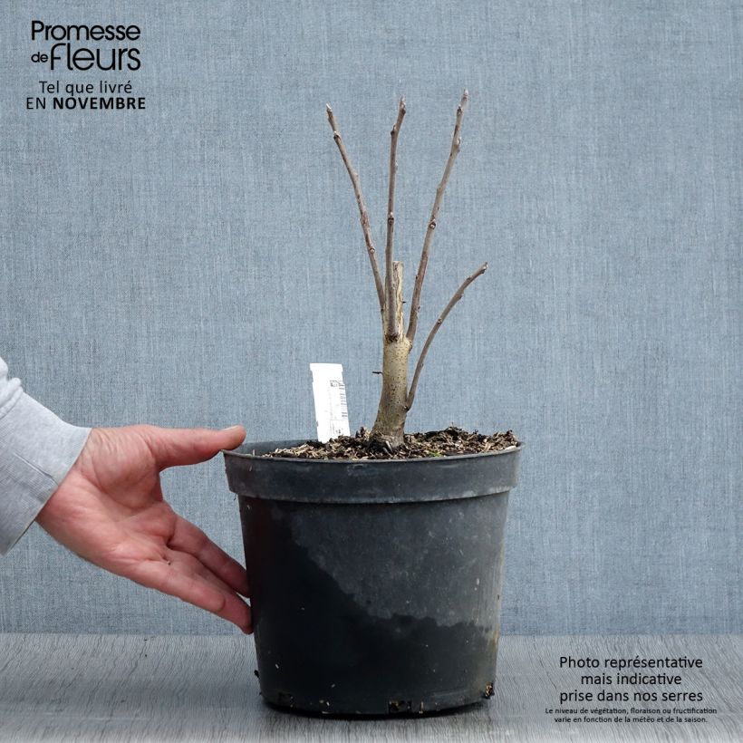 Spécimen de Juglans nigra - Noyer noir Pot de 4L/5L tel que livré en automne