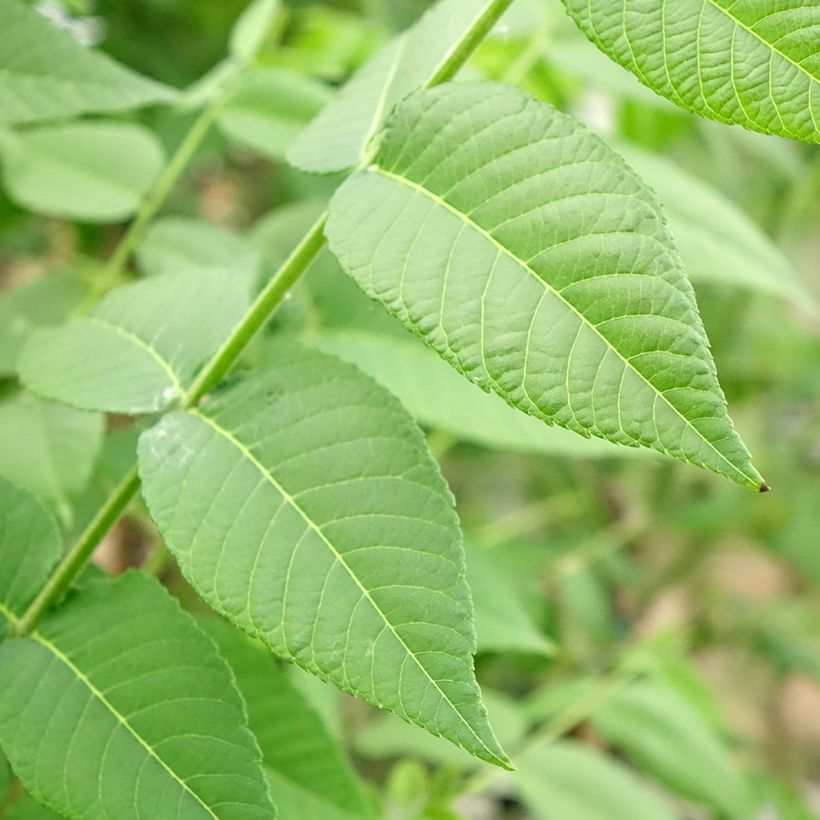 Juglans nigra - Noyer noir (Foliage)