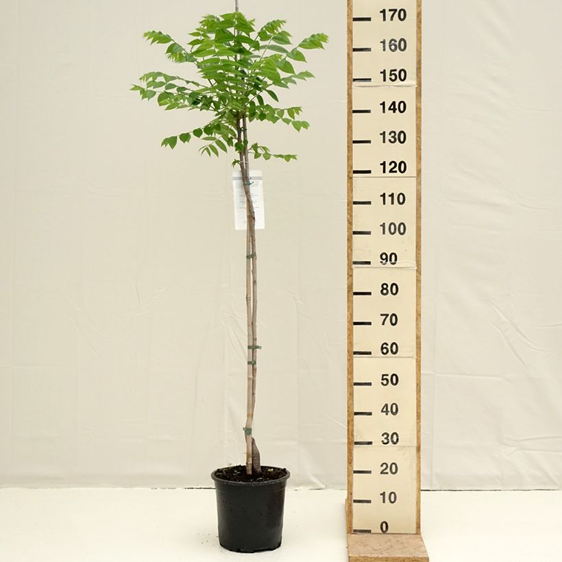 Example of Juglans nigra - Noyer noir Pot de 7,5L/10L as you get in printemps