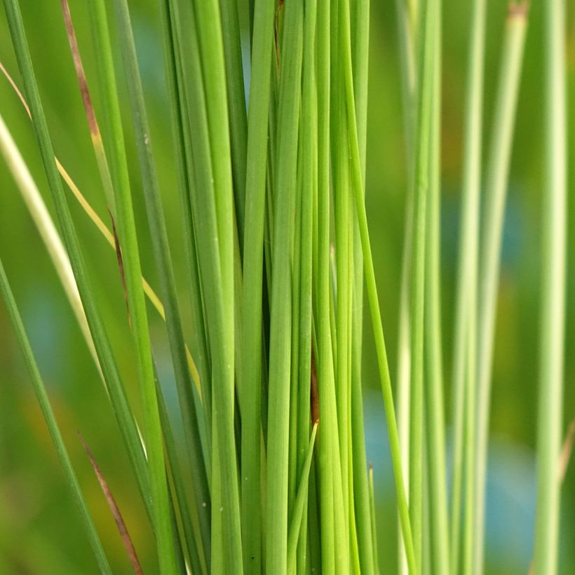Juncus effusus - Jonc diffus (Foliage)