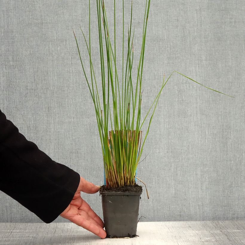 Example of Juncus effusus - Jonc diffus Godet de 8/9 cm as you get in printemps