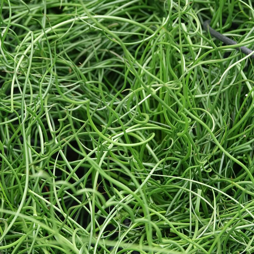 Juncus effusus Spiralis - Jonc spiralé (Feuillage)