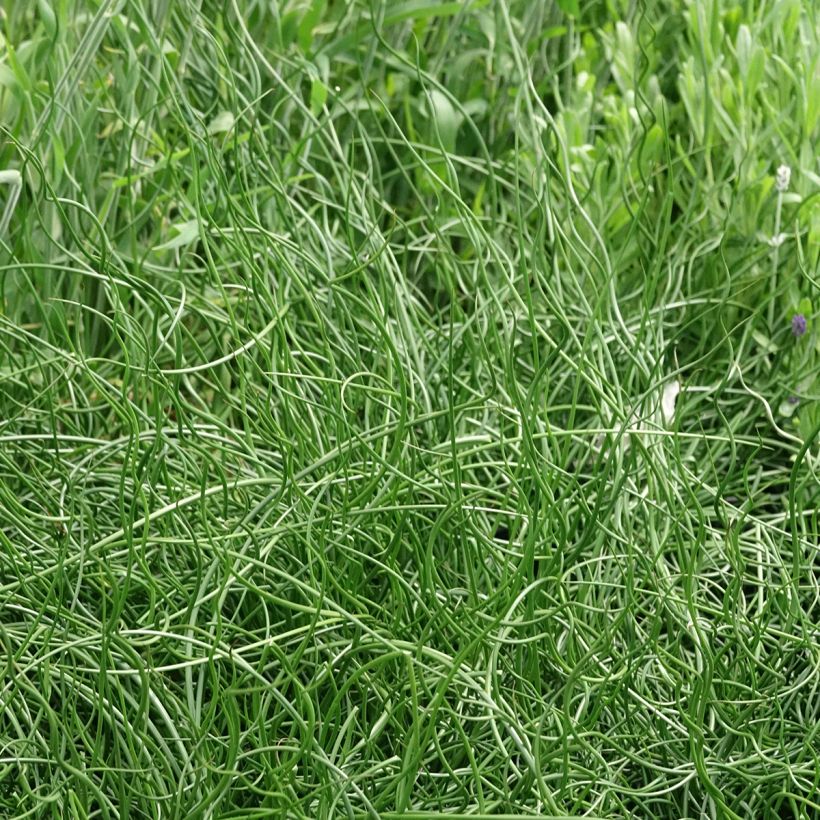 Juncus effusus Spiralis - Jonc spiralé (Port)