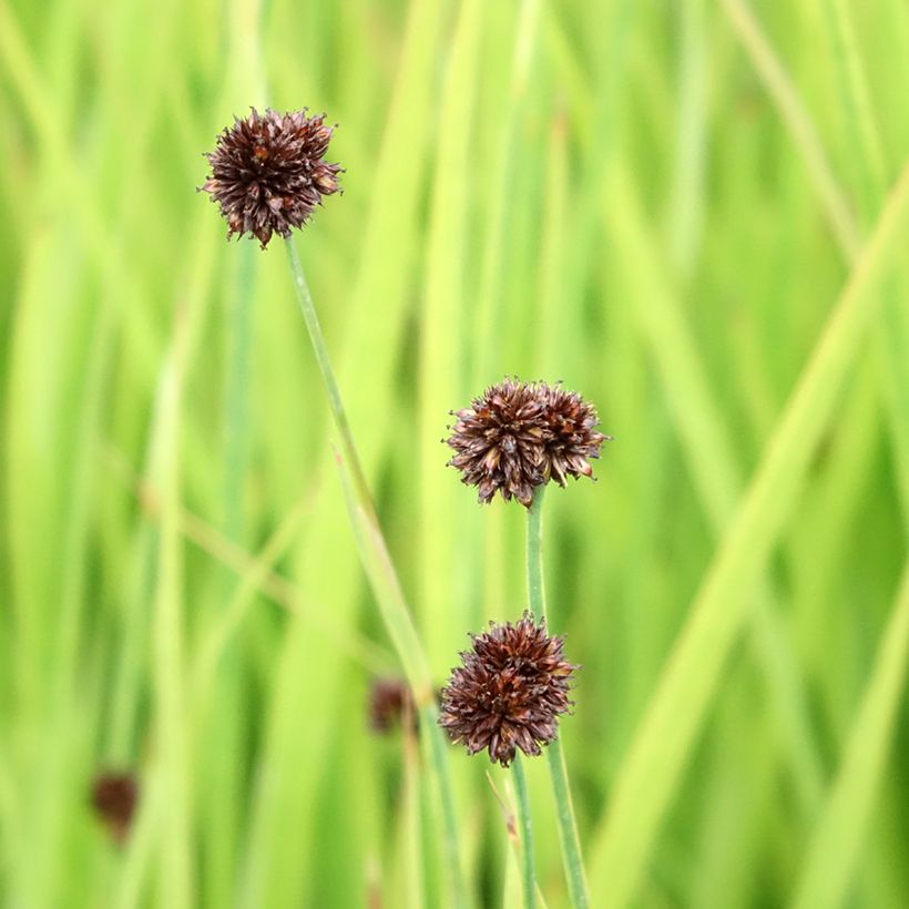 Juncus ensifolius (Floraison)