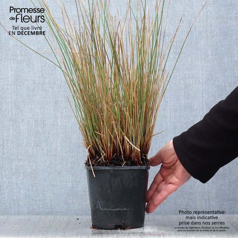 Spécimen de Juncus inflexus Blue Arrows - Jonc glauque Pot de 2L/3L tel que livré en automne