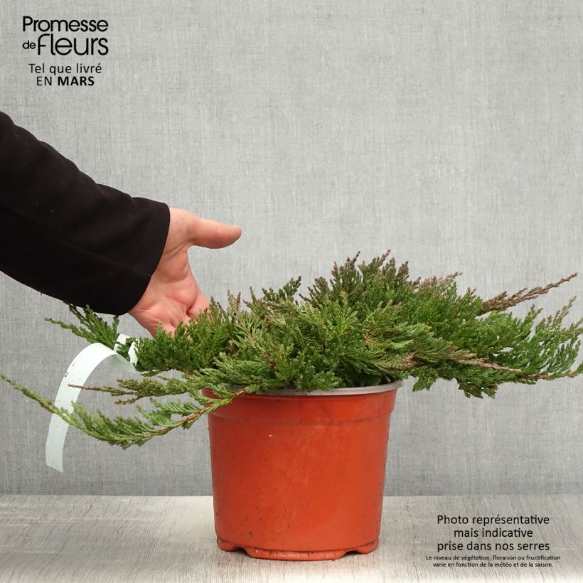 Spécimen de Juniperus horizontalis Blue Chip - Genévrier rampant               Pot de 2L/3L, Haute-Tige, Largeur 20cm tel que livré au printemps