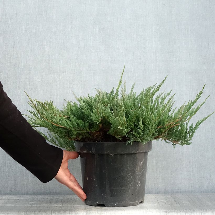 Spécimen de Juniperus horizontalis Blue Chip - Genévrier rampant               Pot de 7,5L/10L, Haute-Tige, Largeur 40cm tel que livré en automne