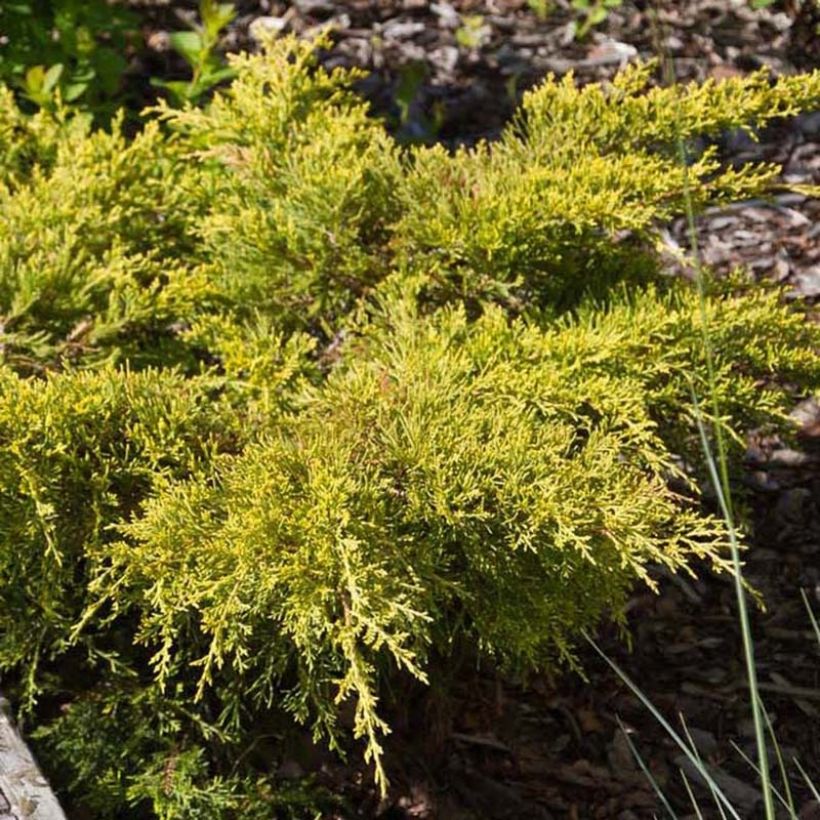 Genévrier - Juniperus pfitzeriana Goldkissen (Foliage)