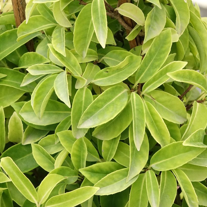 Kadsura japonica - Kadsura du Japon (Foliage)