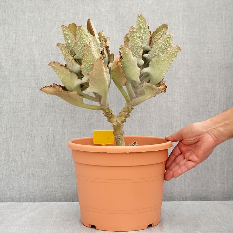 Spécimen de Kalanchoe beharensis Fang Pot de 7,5L/10L, 30/40 diamètre tel que livré en été