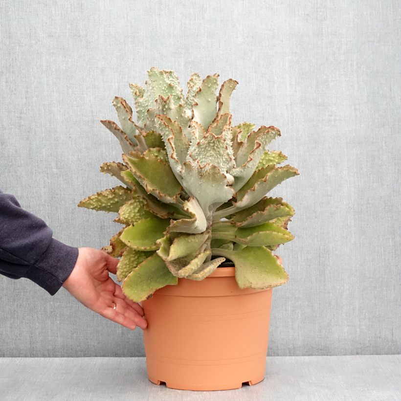 Example of Kalanchoe beharensis Fang Pot de 7,5L/10L, 30/40 diamètre as you get in printemps