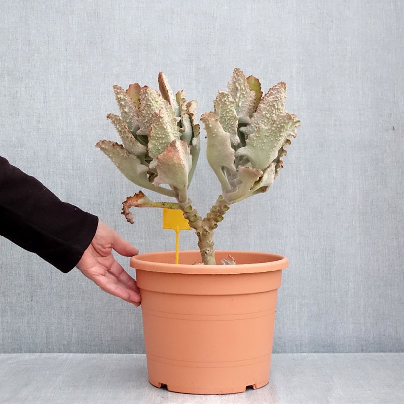 Spécimen de Kalanchoe beharensis Fang Pot de 7,5L/10L, 30/40 diamètre tel que livré en automne