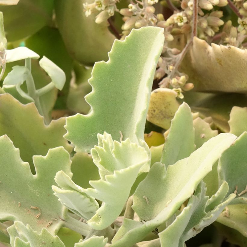 Kalanchoe beharensis Oak Leaf (Foliage)