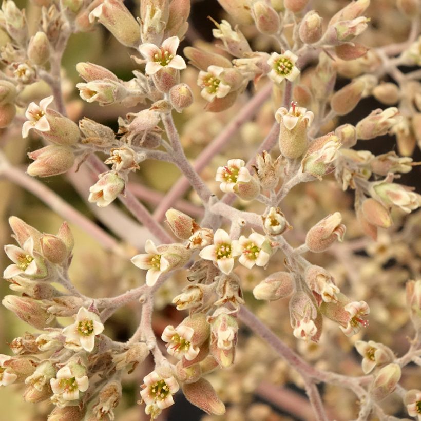Kalanchoe beharensis Oak Leaf (Flowering)