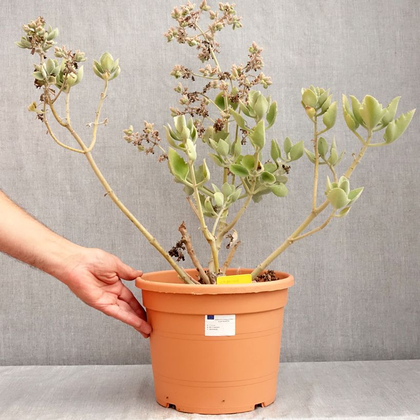 Spécimen de Kalanchoe beharensis Oak Leaf Pot de 7,5L/10L, 30/35 diamètre tel que livré en été
