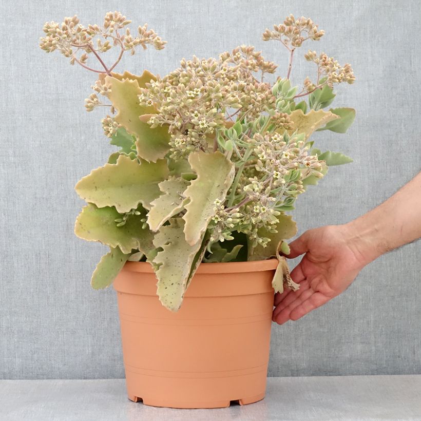 Example of Kalanchoe beharensis Oak Leaf Pot de 7,5L/10L, 30/35 diamètre as you get in printemps