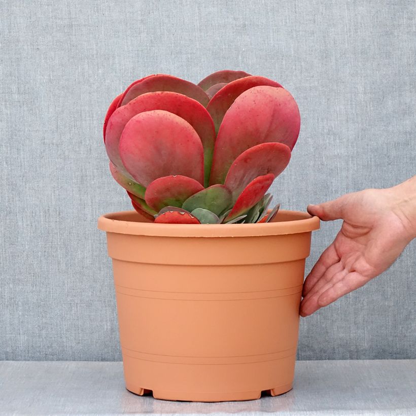 Example of Kalanchoe thyrsiflora - Kalanchoé à thyrses Pot de 7,5L/10L, 20/30 diamètre as you get in printemps