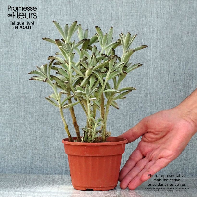 Spécimen de Kalanchoe tomentosa Pot de 12 cm / 13 cm tel que livré en été