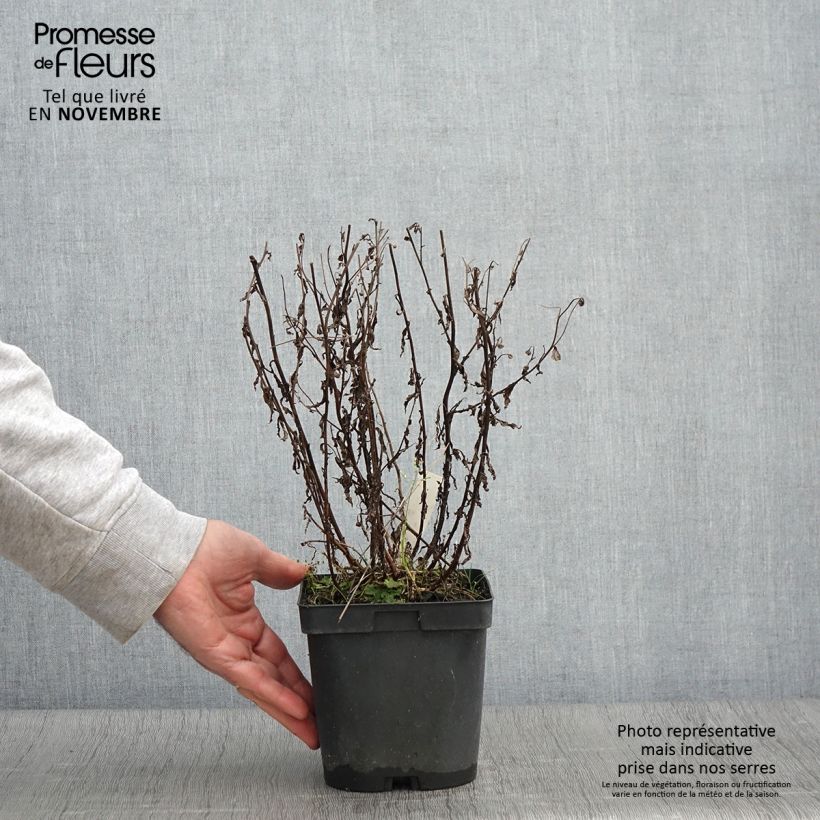 Spécimen de Kalimeris incisa Blue Star Pot de 2L/3L tel que livré en automne