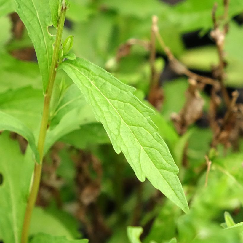 Kalimeris incisa Charlotte (Foliage)