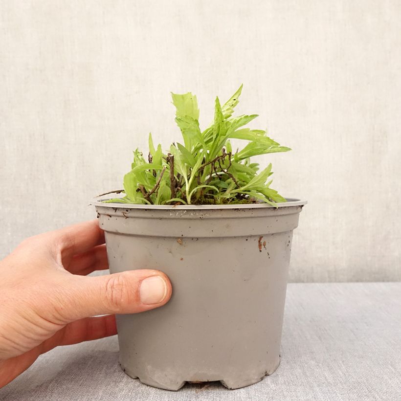 Example of Kalimeris incisa Charlotte Pot de 2L/3L as you get in printemps