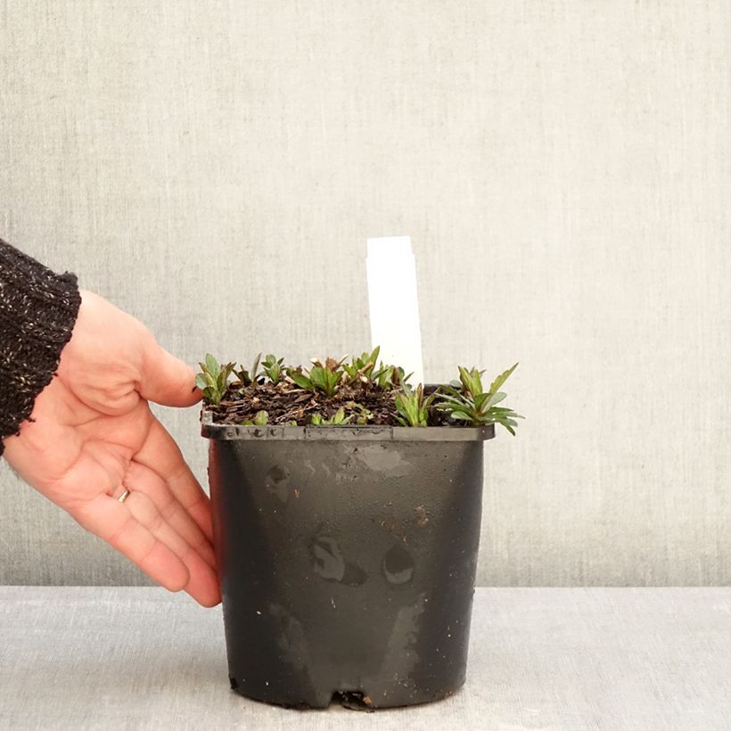 Example of Kalimeris incisa Nana Blue Pot de 2L/3L as you get in hiver