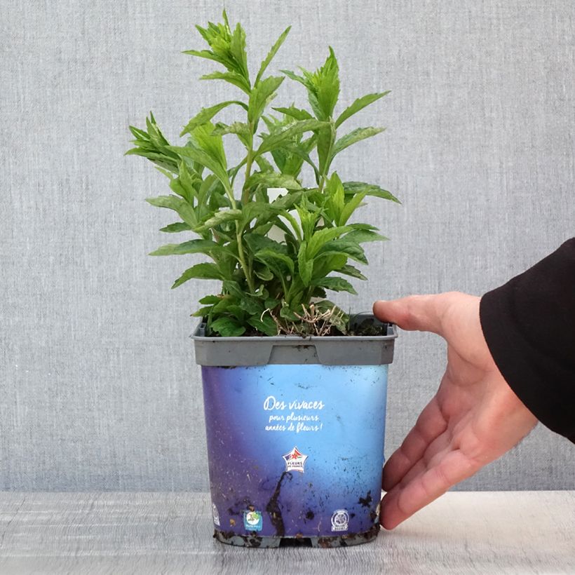 Example of Kalimeris incisa Pot de 2L/3L as you get in printemps