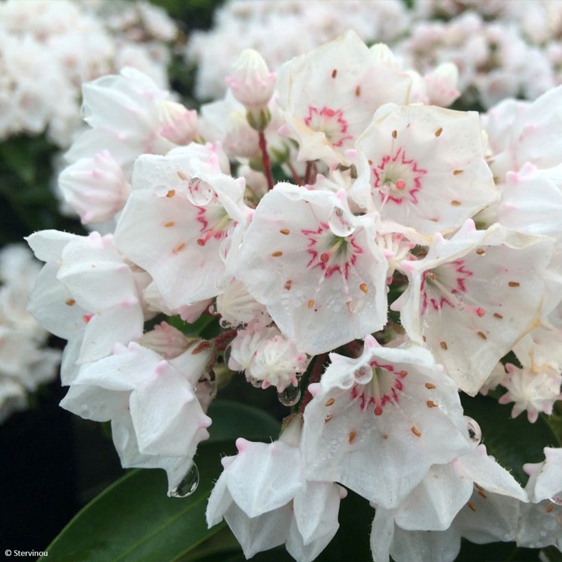 Kalmia latifolia Zébulon - Laurier des montagnes blanc nuancé de rose (Flowering)