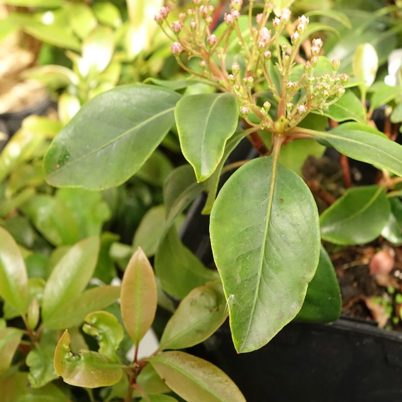 Kalmia latifolia Keepsake - Laurier des montagnes rouge et blanc (Feuillage)