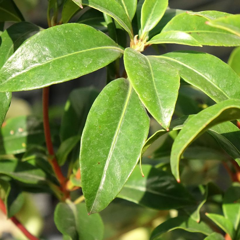 Kalmia latifolia Otsbo Red - Laurier des montagnes rouge et rose vif. (Foliage)