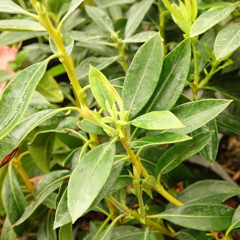 Kalmia latifolia Pinwheel - Laurier des montagnes  (Foliage)