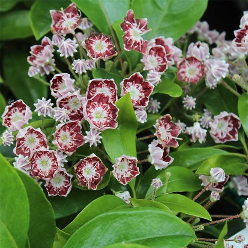 Kalmia latifolia Tad - Laurier des montagnes blanc et chocolat (Flowering)