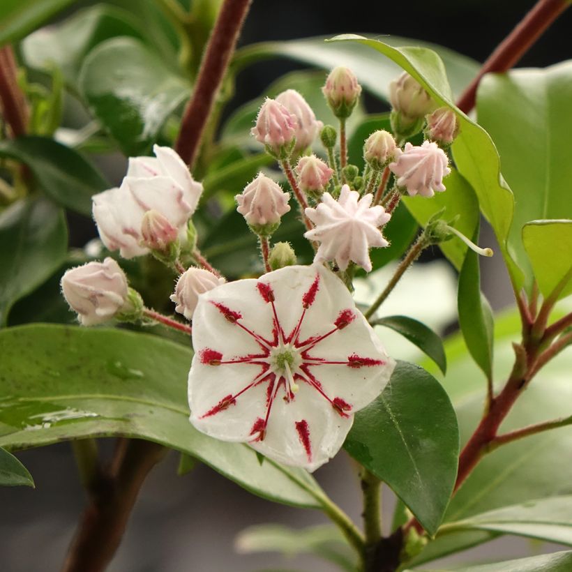 Kalmia latifolia Windmill - Laurier des montagnes (Floraison)