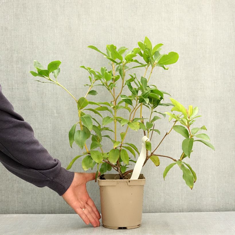 Spécimen de Kalmia latifolia Windmill - Laurier des montagnes Pot de 3L/4L tel que livré en été
