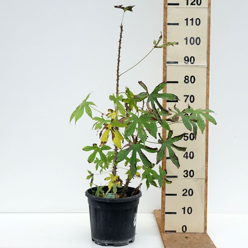 Spécimen de Kalopanax pictus Maximowiczii Pot de 12L/15L tel que livré en automne