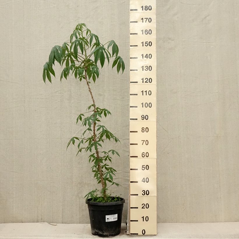 Spécimen de Kalopanax pictus Maximowiczii Pot de 12L/15L tel que livré au printemps