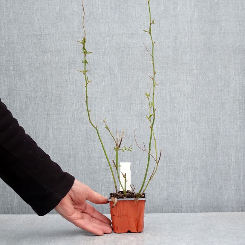 Spécimen de Kerria japonica - Corète du Japon Godet de 8/9 cm tel que livré au printemps